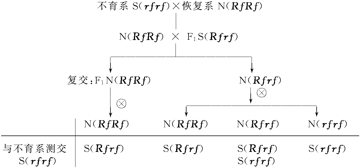 二、保持系的選育